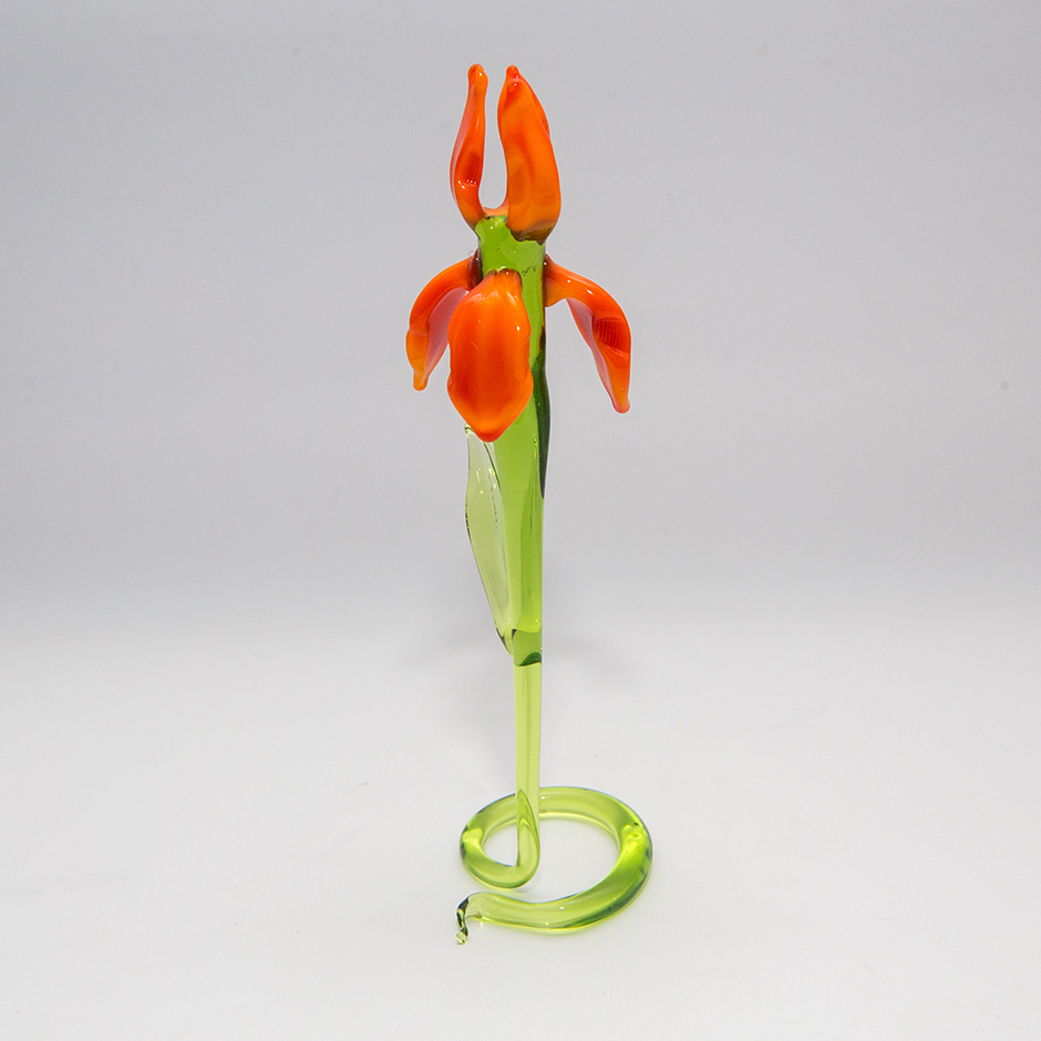 Iris flower, FL-S-039